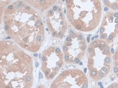 DAB staining on IHC-P; Samples: Human Stomach Tissue