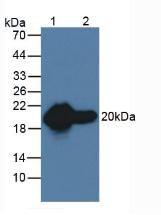 Western Blot; Sample: Rat Skeletal muscle lysate; ; Primary Ab: 5µg/ml Mouse Anti-Rat HSPb6 Antibody; Second Ab: 0.2µg/mL HRP-Linked Caprine Anti-Mouse IgG Polyclonal Antibody;