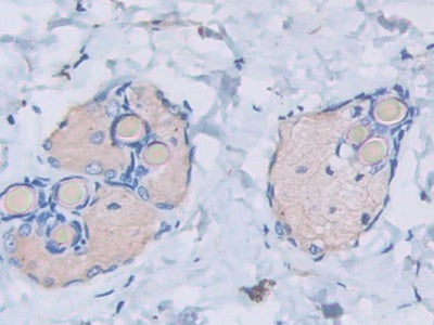 DAB staining on IHC-P;;Samples: Rat Heart Tissue.