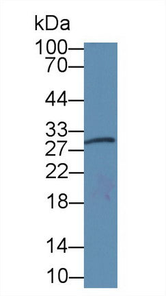 Western Blot; Sample: Recombinant AREG, Human.