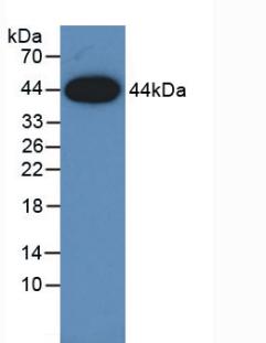 DAB staining on IHC-P; Samples: Human Stomach Tissue;  Primary Ab: 30µg/ml Mouse Anti-Human AREG Ant