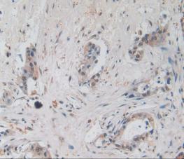 Amphiregulin (AREG) Monoclonal Antibody - image 5