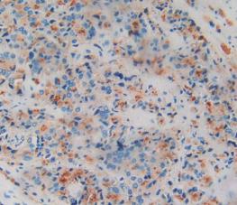 Amphiregulin (AREG) Monoclonal Antibody - image 5