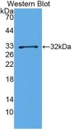 Brain Derived Neurotrophic Factor (BDNF) Monoclonal Antibody - image 3