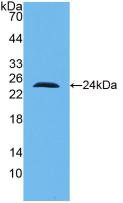 Interleukin 10 (IL10) Monoclonal Antibody - image 2