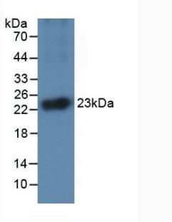 Interleukin 1 Alpha (IL1a) Monoclonal Antibody - image 2