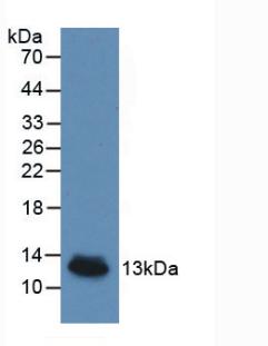 Interleukin 8 (IL8) Monoclonal Antibody - image 2