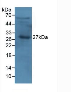 Western Blot; Sample: Recombinant APOA1, Human.
