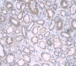 Apolipoprotein A1 (APOA1) Monoclonal Antibody - image 5