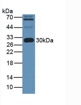 Western Blot; Sample: Rat Cerebrum lysate; ; Primary Ab: 2µg/ml Mouse Anti-Human APOA1 Antibody; Second Ab: 0.2µg/mL HRP-Linked Caprine Anti-Mouse IgG Polyclonal Antibody;