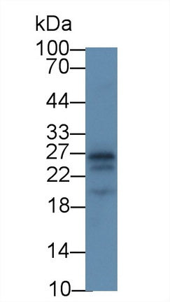 Apolipoprotein A1 (APOA1) Monoclonal Antibody - image 3
