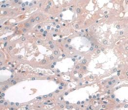 Apolipoprotein A1 (APOA1) Monoclonal Antibody - image 5