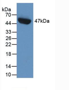 Western Blot; Sample: Human Placenta lysate; Primary Ab: 2μg/ml Mouse Anti-Human PAI1 Antibody; Second Ab: 0.2µg/mL HRP-Linked Caprine Anti-Mouse IgG Polyclonal Antibody;