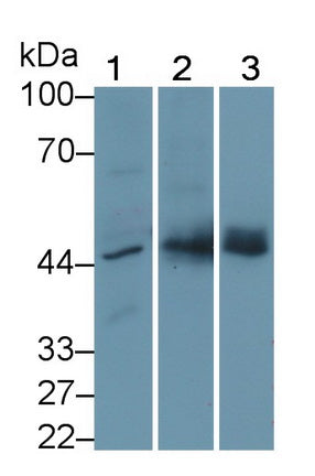 Plasminogen Activator Inhibitor 1 (PAI1) Monoclonal Antibody - image 3
