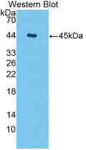 Aquaporin 4 (AQP4) Monoclonal Antibody - image 2
