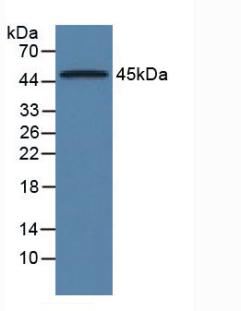 Western Blot; Sample: Rat Liver lysate; ; Primary Ab: 2µg/ml Mouse Anti-Rat a1AGP Antibody; Second Ab: 0.2µg/mL HRP-Linked Caprine Anti-Mouse IgG Polyclonal Antibody;