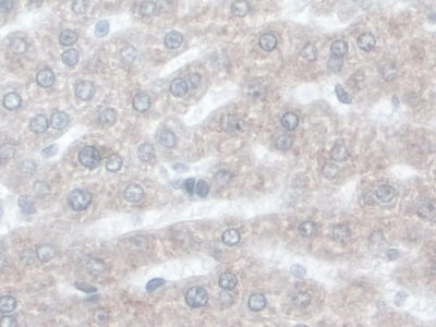 DAB staining on IHC-P; Samples: Rat Stomach Tissue