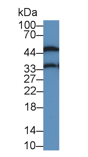 Western Blot; Sample: Recombinant a1AGP, Rat.