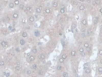 DAB staining on IHC-P; Samples: Rat Liver Tissue
