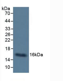 Western Blot; Sample: Human Milk; ; Primary Ab: 6µg/ml Mouse Anti-Human CST3 Antibody; Second Ab: 0.2µg/mL HRP-Linked Caprine Anti-Mouse IgG Polyclonal Antibody;
