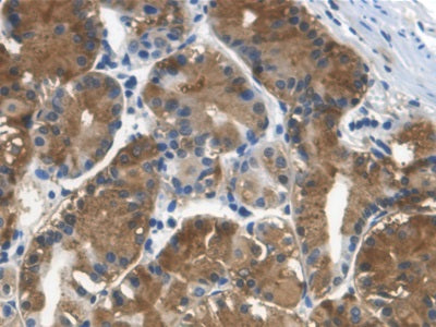 Cystatin C (Cys-C) Monoclonal Antibody - image 4