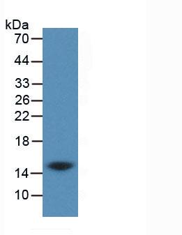 Western Blot; Sample: Human Milk; Primary Ab: 6µg/ml Mouse Anti-Human CST3 AntibodySecond Ab: 0.2µg/mL HRP-Linked Caprine Anti-Mouse IgG Polyclonal Antibody