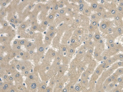 DAB staining on IHC-P; Samples: Human Stomach Tissue