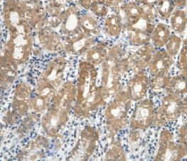 Cystatin C (Cys-C) Monoclonal Antibody - image 5