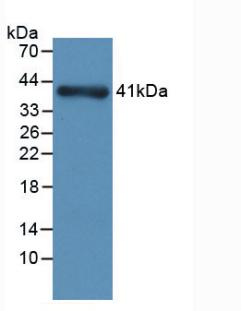 Nephrin (NPHN) Monoclonal Antibody - image 2