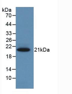 Corticosteroid Binding Globulin (CBG) Monoclonal Antibody - image 2