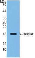 Ribonuclease A3 (RNASE3) Monoclonal Antibody - image 2