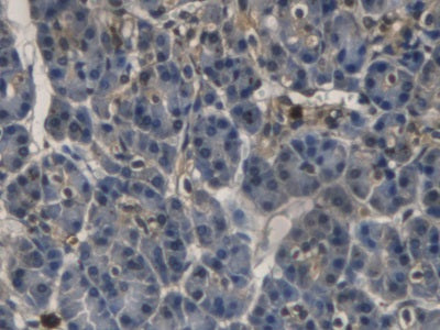 Ribonuclease A3 (RNASE3) Monoclonal Antibody - image 4