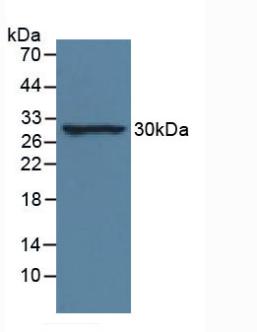 Western Blot; Sample: Recombinant IL33, Human.