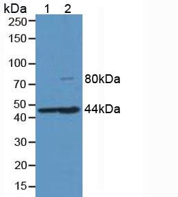 Western Blot; Sample: Recombinant HJV, Human.