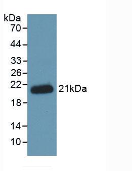 Hemojuvelin (HJV) Monoclonal Antibody - image 3