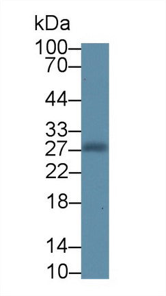 Western Blot; Sample: Recombinant NOG, Human.