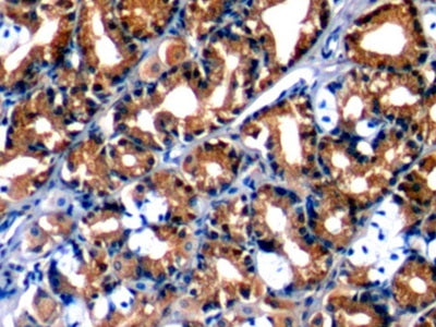 Annexin A1 (ANXA1) Monoclonal Antibody - image 5