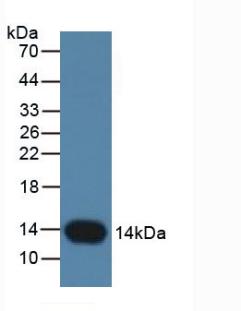 Western Blot; Sample: Recombinant CSTB, Rat.