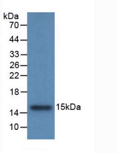 Cystatin B (CSTB) Monoclonal Antibody - image 3