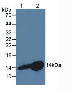 Western Blot; Sample: Recombinant CSTB, Rat.