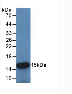 Cystatin B (CSTB) Monoclonal Antibody - image 3