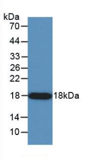 Angiogenin (ANG) Monoclonal Antibody - image 2