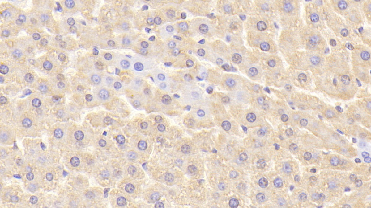 Chemokine (C-X-C Motif) Ligand 1 (CXCL1) Monoclonal Antibody - image 2