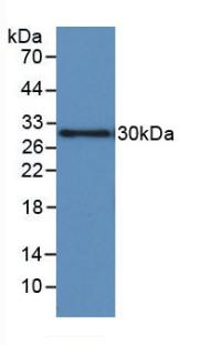 Western Blot; Sample: Human Placenta lysate; Primary Ab: 2µg/mL Mouse Anti-Human IGFBP1-2 Antibody; Second Ab: 0.2µg/mL HRP-Linked Caprine Anti-Mouse IgG Polyclonal Antibody;