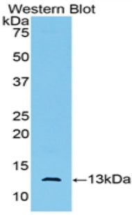 Anti-Mullerian Hormone (AMH) Monoclonal Antibody - image 2