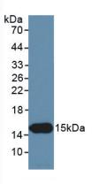 Inhibin Beta C (INHbC) Monoclonal Antibody - image 2