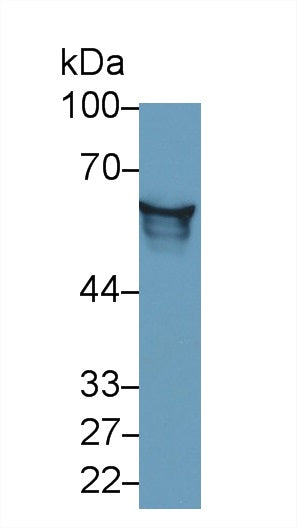 Western Blot; Sample: Recombinant AGT, Rat.
