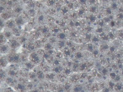 Angiotensinogen (AGT) Monoclonal Antibody - image 5