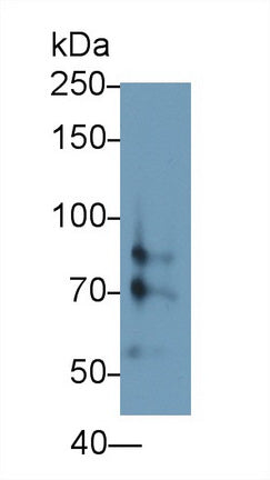 Hypoxia Inducible Factor 1 Alpha (HIF1a) Monoclonal Antibody - image 2
