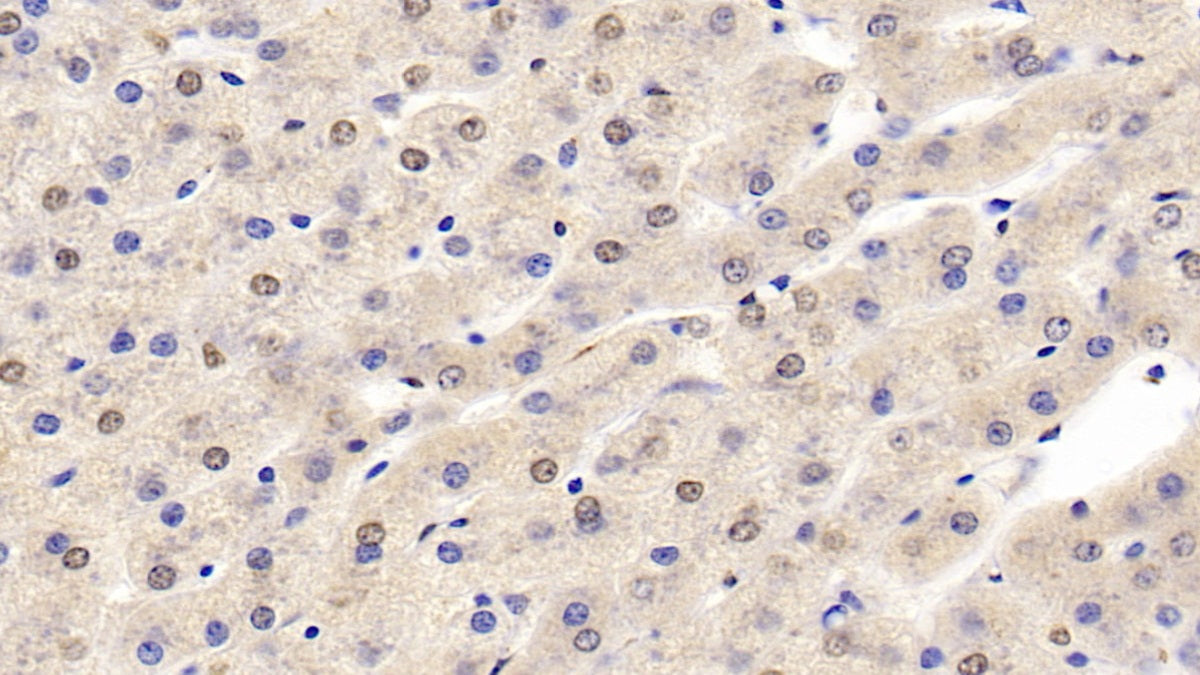 Hypoxia Inducible Factor 1 Alpha (HIF1a) Monoclonal Antibody - image 4